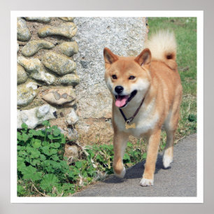 Shiba Inu Walking Poster