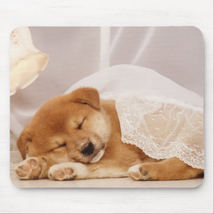 Shiba Inu Welpe, der unter einem Nettovorhang Mousepad