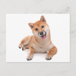 Shiba Inu Welpen-Hund-Grußpostkarte Postkarte