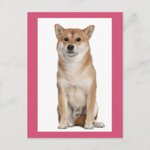 Shiba Inu Welpen-Hund Grußpostkarte Postkarte