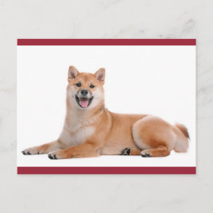Shiba Inu Welpen-Hund Grußpostkarte Postkarte