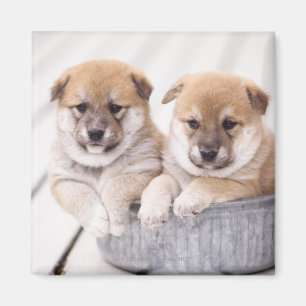 Shiba Inu Welpen in Aluminiumwanne Magnet