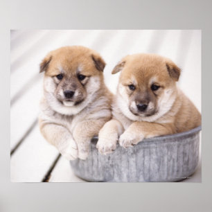 Shiba Inu Welpen in Aluminiumwanne Poster