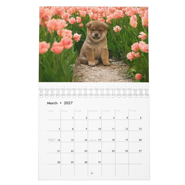 Shiba Inu Welppies Kalender (Mär 2027)