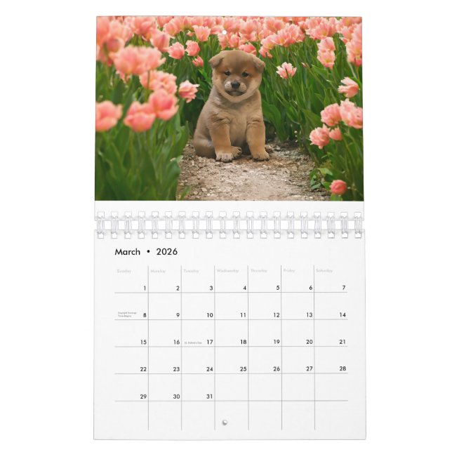 Shiba Inu Welppies Kalender (Mär 2026)