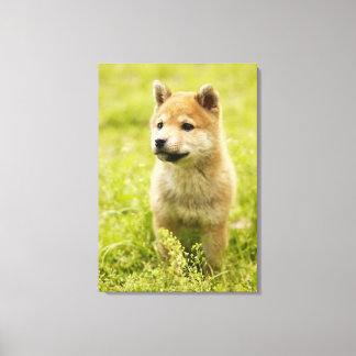 Shiba-ken-Welpe Leinwanddruck