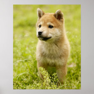 Shiba-ken-Welpe Poster
