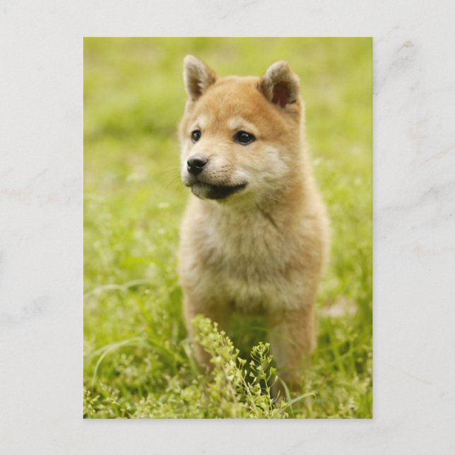 Shiba-ken-Welpe Postkarte (Vorderseite)