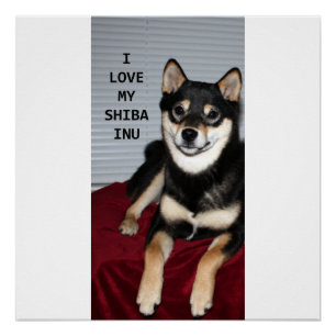 shiba Liebe in Schwarz und Bräune w pic Poster