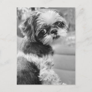 Shih Tau Girl Postcard Postkarte