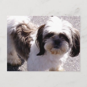 Shih Tsu Puppy Postcard Postkarte