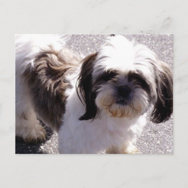 Shih Tsu Puppy Postcard Postkarte (Vorderseite)
