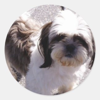 Shih Tsu Welppy Stickers
