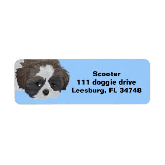 Shih Tzu