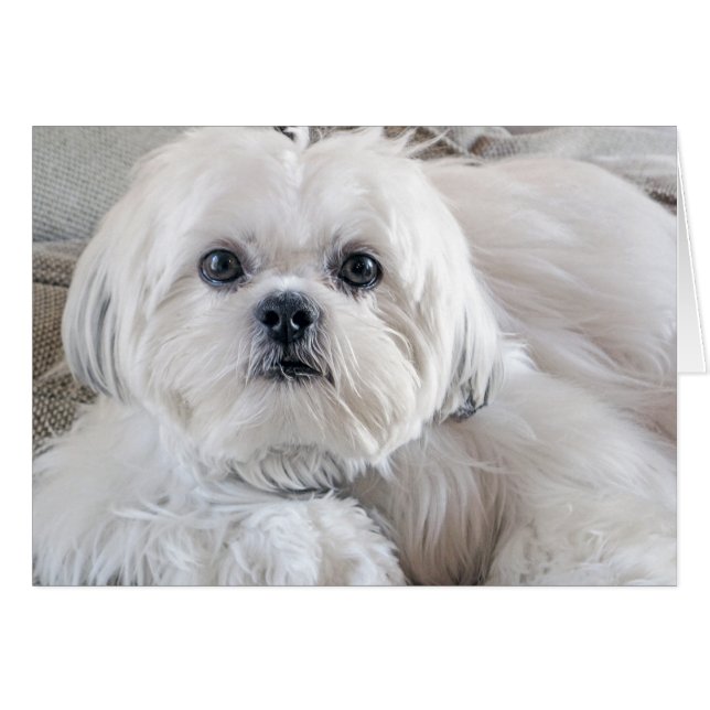 Shih Tzu (Vorderseite (Horizontal))