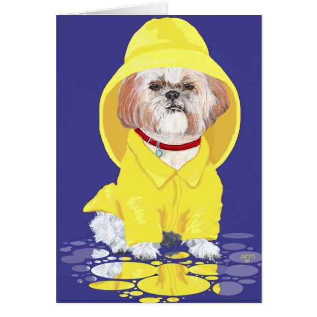 Shih Tzu April Duwers (Vorne)