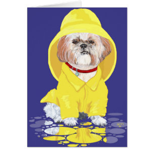 Shih Tzu April-Schauer
