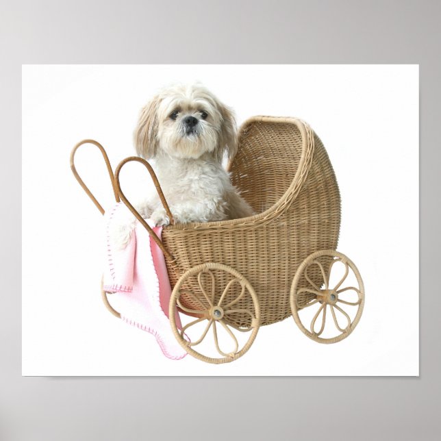 Shih Tzu-Babywagen Poster (Vorne)
