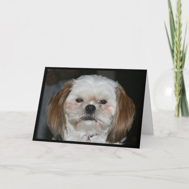Shih Tzu Better haben einen glücklichen Jahrestag! Karte (Vorderseite)
