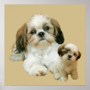 Shih Tzu Buddies Print Poster