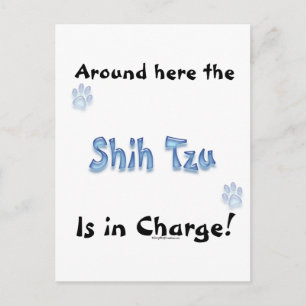 Shih Tzu Charge Postkarte
