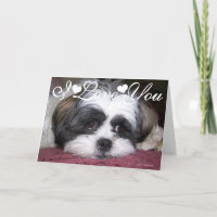 Shih Tzu Dog Foto Image I Liebe You