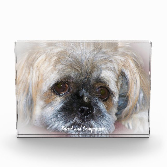 Shih Tzu Dog. Fotoblock (Vorderseite)