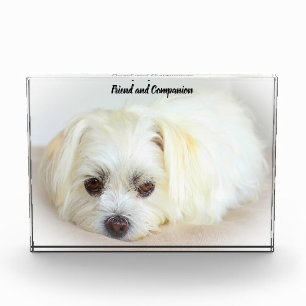 Shih Tzu Dog. Fotoblock