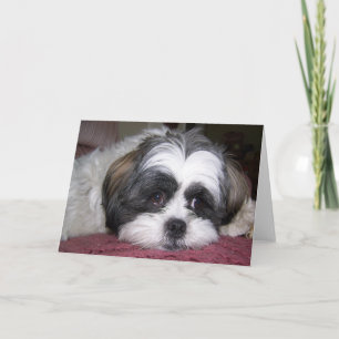 Shih Tzu Dog Karte