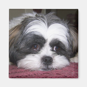 Shih Tzu Dog Magnet