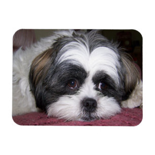 Shih Tzu Dog Magnet