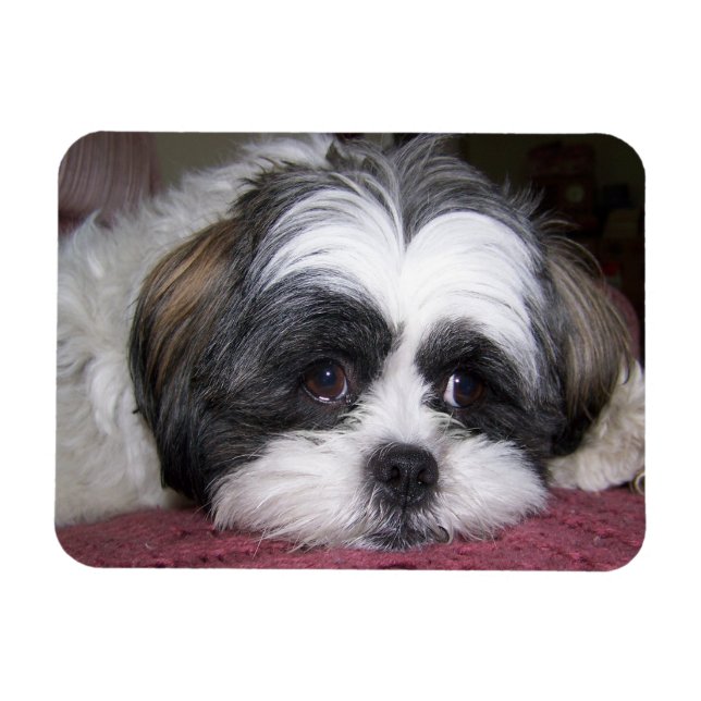 Shih Tzu Dog Magnet (Horizontal)