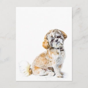 Shih Tzu Dog Postcard Postkarte