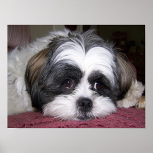 Shih Tzu Dog Poster