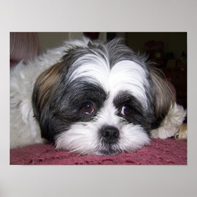 Shih Tzu Dog Poster (Vorne)