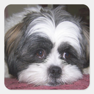 Shih Tzu Dog Quadratischer Aufkleber