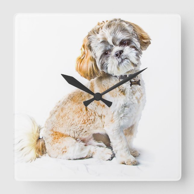 Shih Tzu Dog Wall Clock Quadratische Wanduhr (Vorderseite)