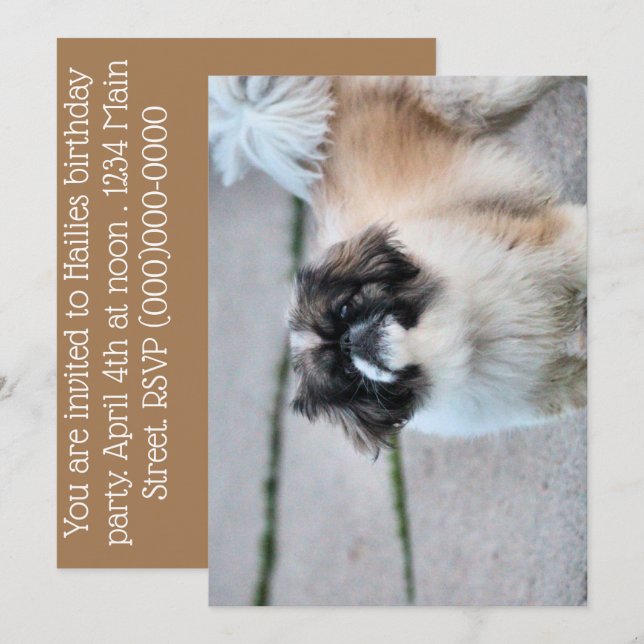 Shih Tzu Einladung (Vorne/Hinten)