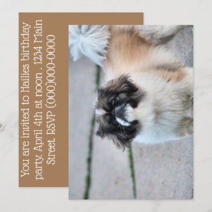 Shih Tzu Einladung