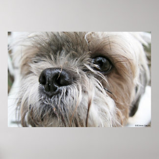 Shih Tzu Face Poster