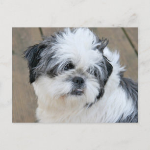 shih tzu face postkarte