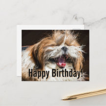 Shih Tzu gähnend lachend lustig Alles Gute zum Geb