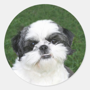 Shih Tzu Gesichtsaufkleber Runder Aufkleber
