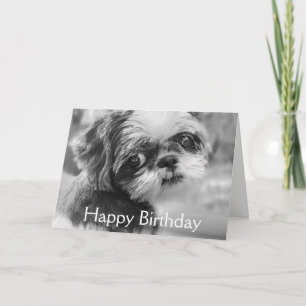 Shih Tzu Girl Black and White Greeting Card Karte