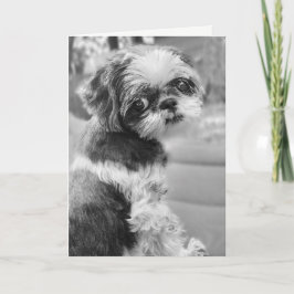 Shih Tzu Girl Black and White Greeting Card Karte