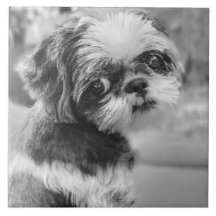 Shih Tzu Girl Black and White Keramik Tile Fliese