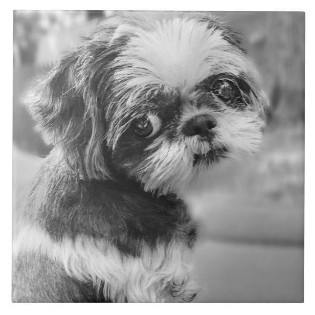 Shih Tzu Girl Black and White Keramik Tile Fliese (Vorderseite)