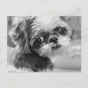Shih Tzu Girl Black and White PostCard Postkarte