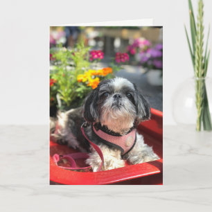 Shih Tzu Girl Blank Grußkarte Karte