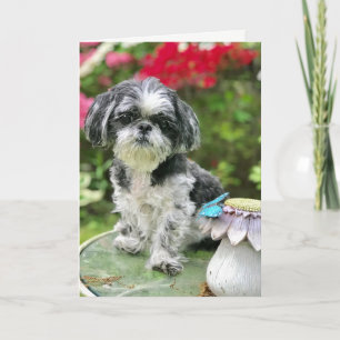 Shih Tzu Girl Blank Grußkarte Karte